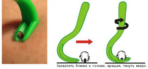 Инструмент для удаления клеща.