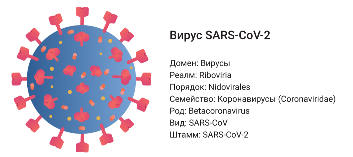 Таксономия коронавируса.