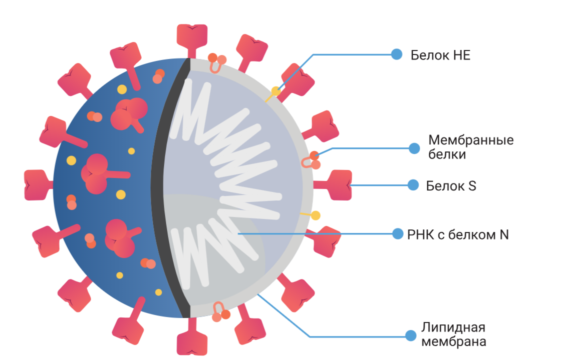 Строение коронавируса (SARS-CoV-2).