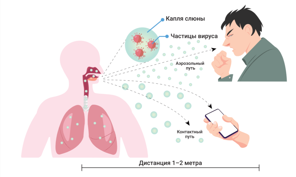 Пути передачи коронавируса.