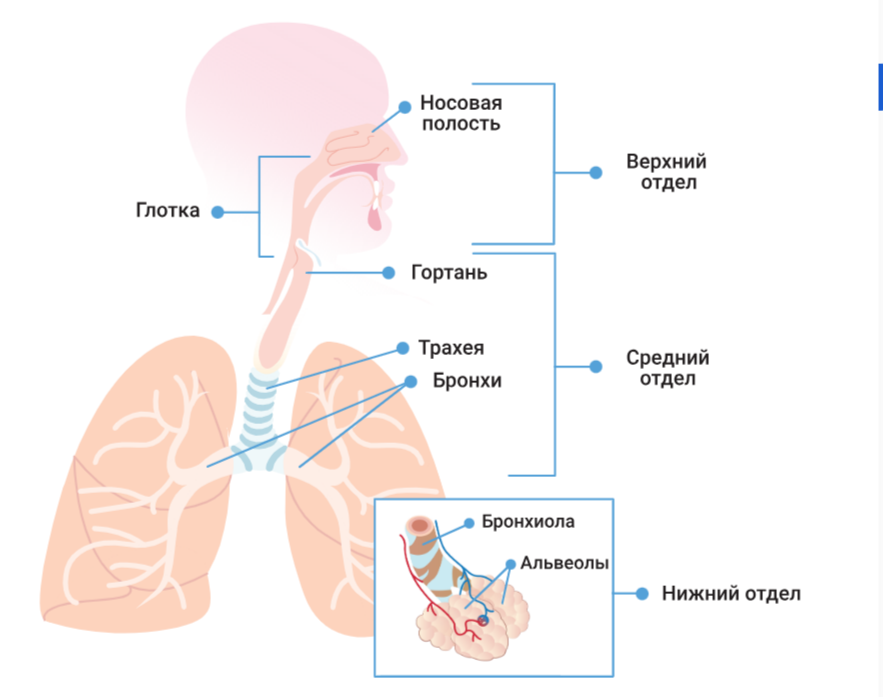 Респираторный тракт.