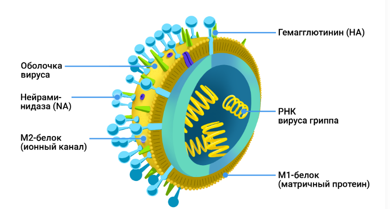 Структура вируса гриппа.