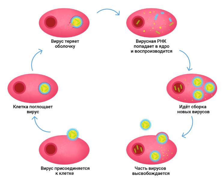Как вирус проникает в клетку и размножается.